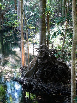 Monsoon forest vegetation
