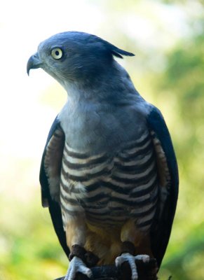 Pacific Baza