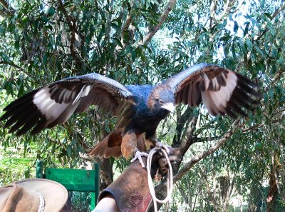 Black Breasted buzzard