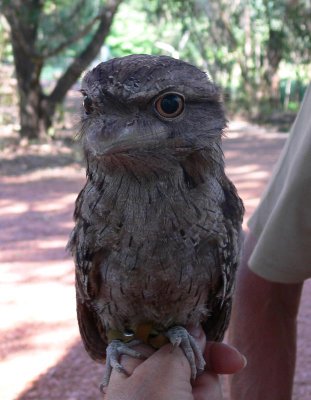 Tawny Frogmouth