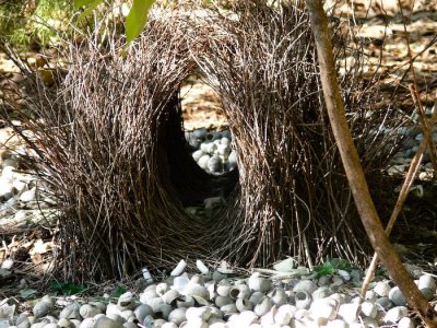 Bower bird nest