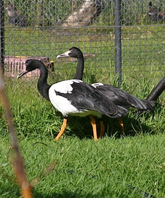 Magpie geese