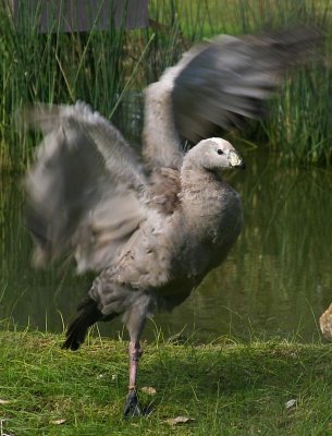One legged Cape Barren Goose..err gander