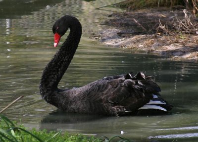 Male black swan