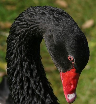 Male Swan showing aggression