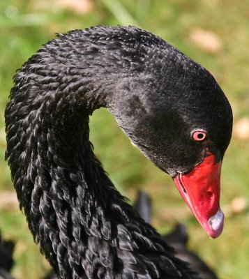 Male swan showing aggression