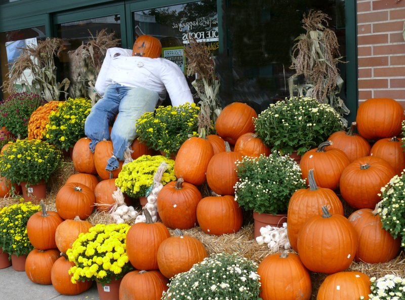 pumpkins