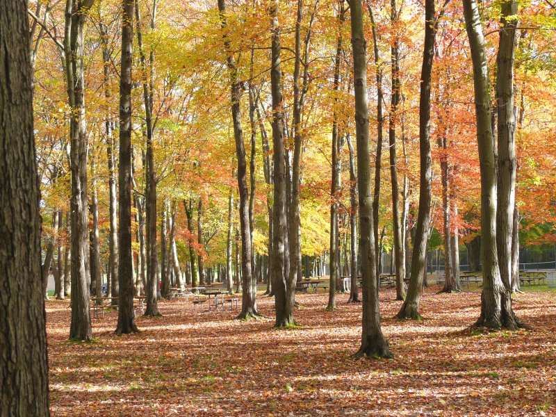 woods