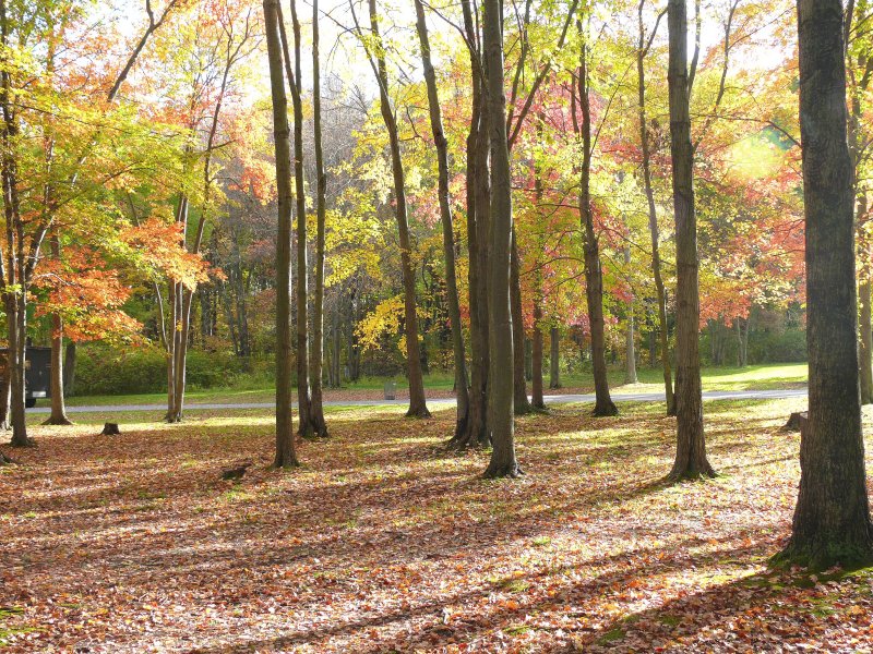 woods