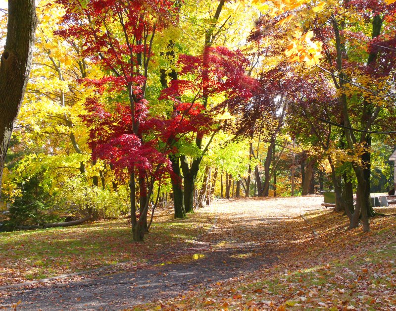 leaf covered road