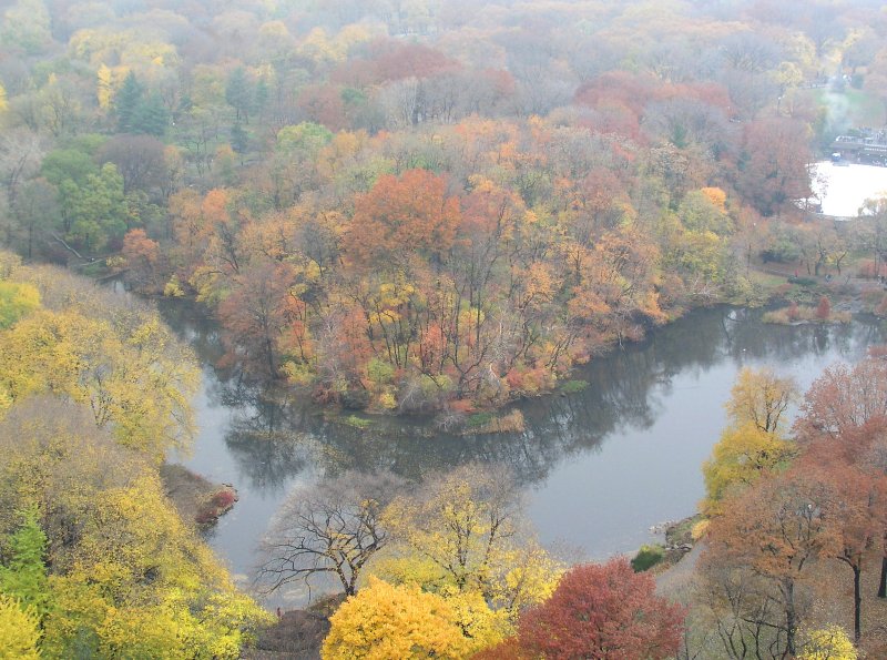 misty autumn morning in central park