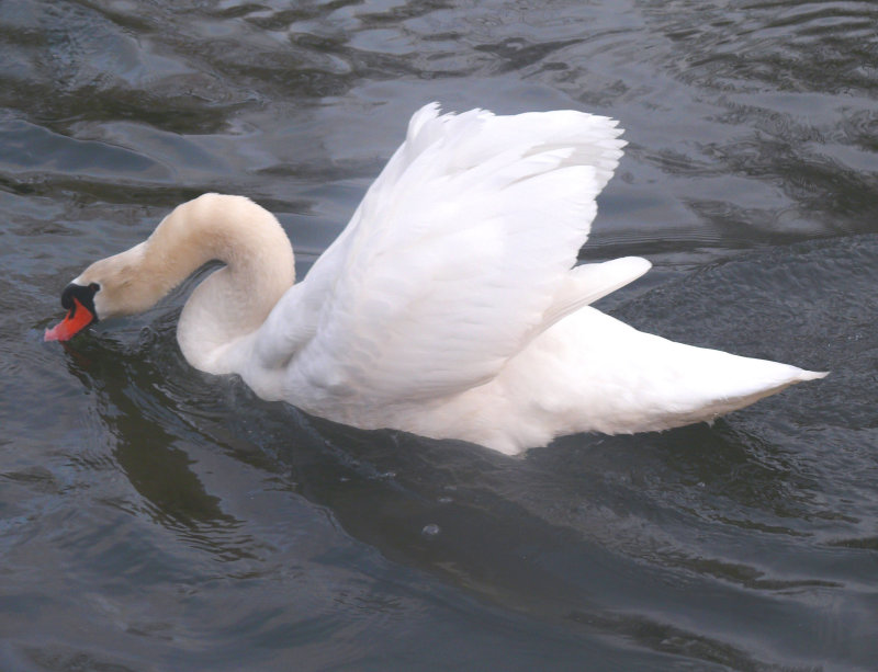 swan