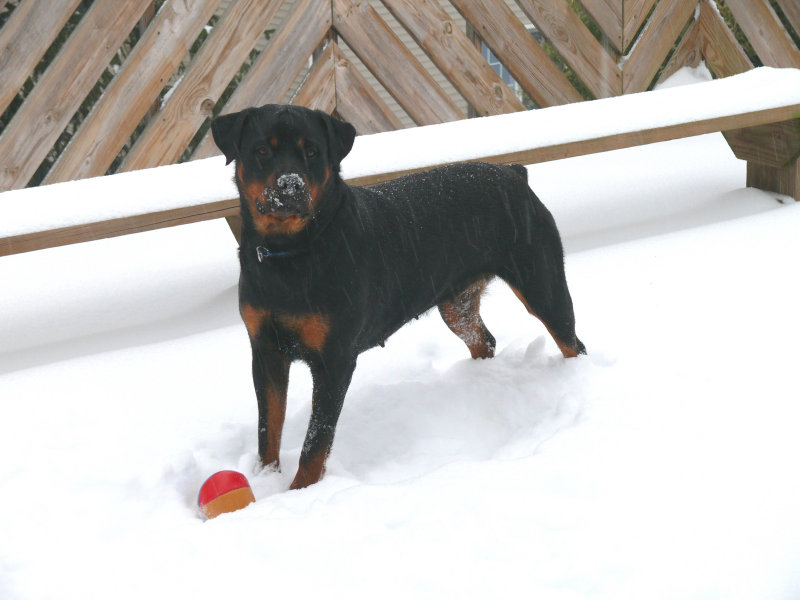 sasha in the freezing rain