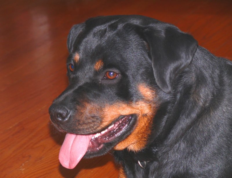 sasha at 18 months