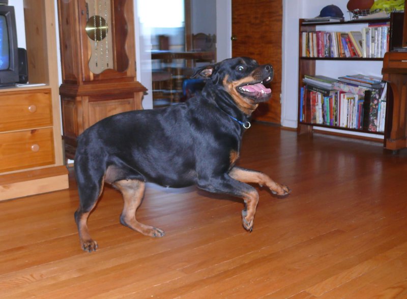 sasha trying to engage sophie in a duel