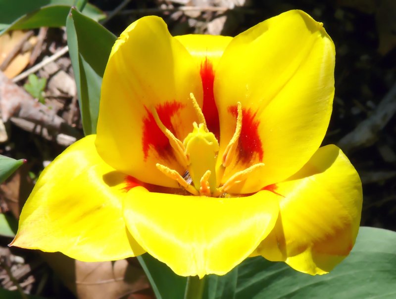 tulip