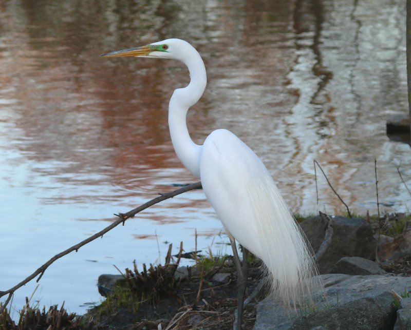 egret
