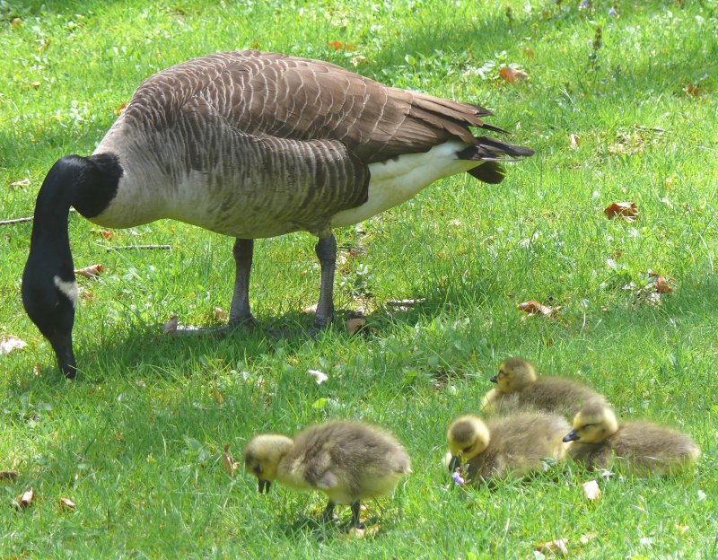 under fathers watchful eye