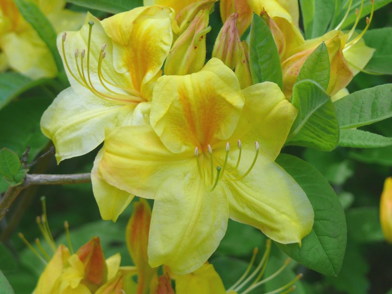 yellow flowers in my garden