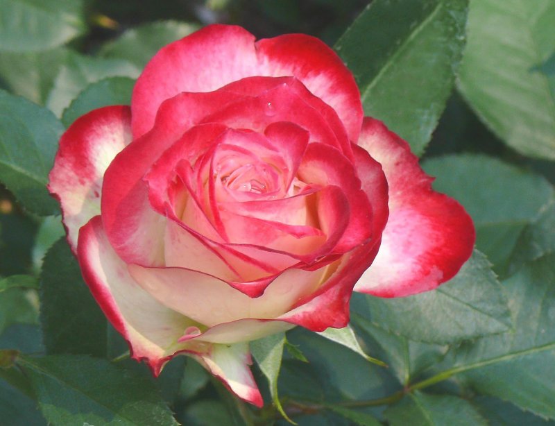 rose up close
