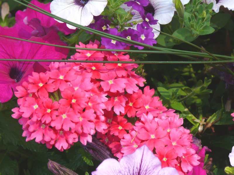 summer beauty