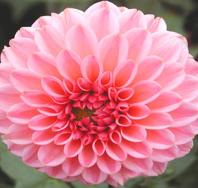 think pink