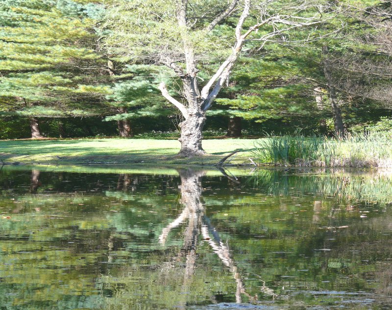 tree