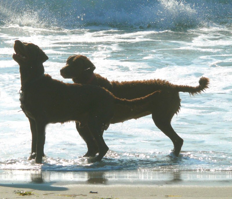 fun in the surf
