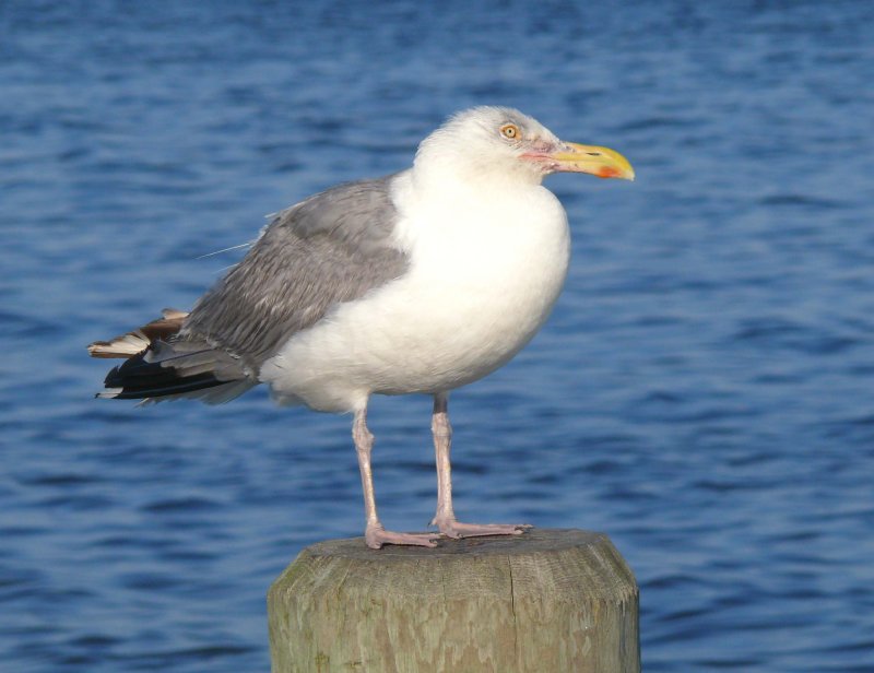 young gull