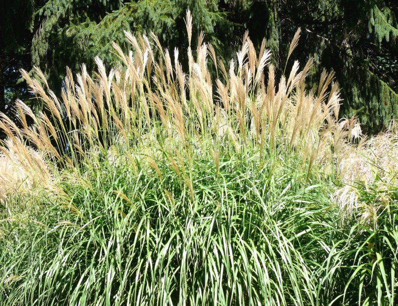 ornamental grass