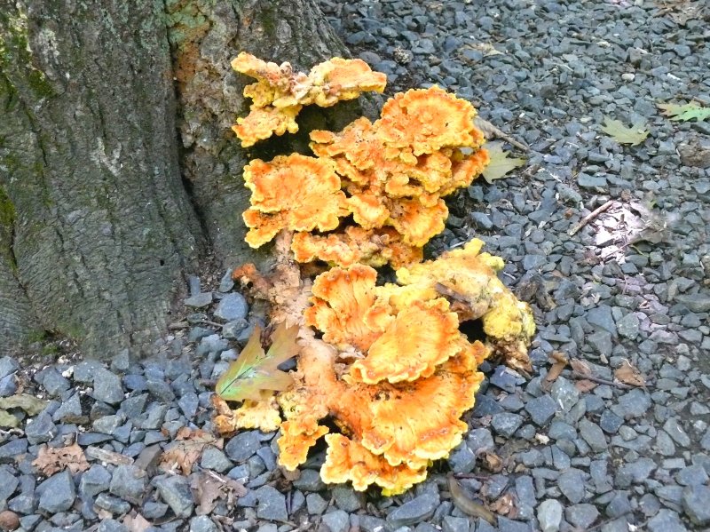 yellow fungus