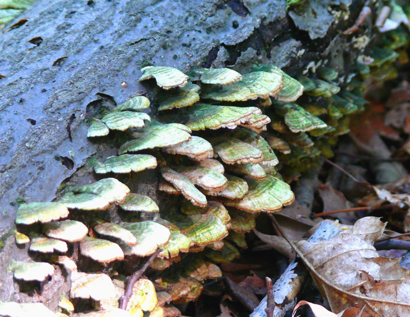 green colony