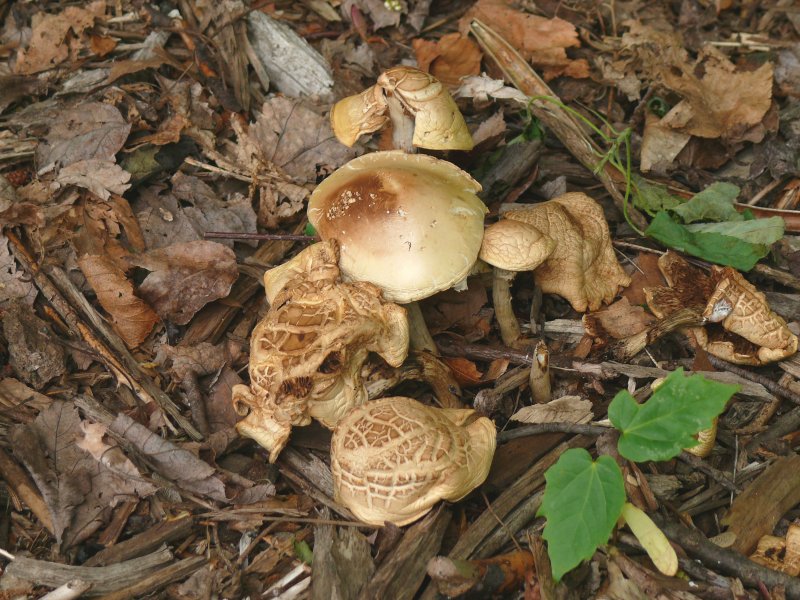 gnome dwellings