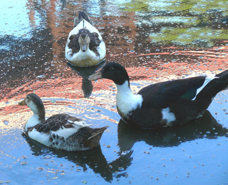 spur-winged geese