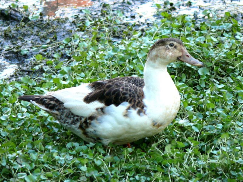spur-winged goose