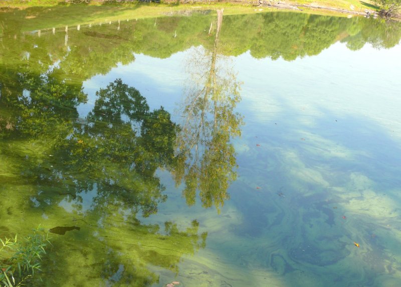 the pond.....a different view