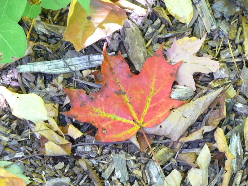 fallen