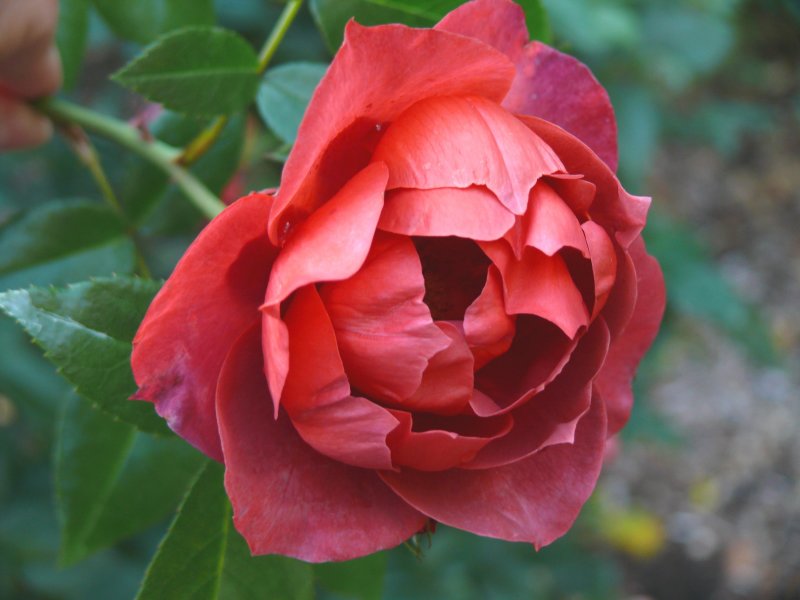 red velvet of late summer
