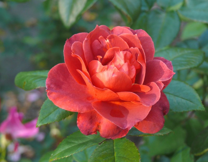 last colour of summer