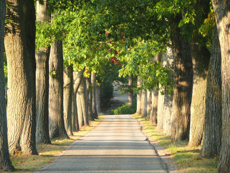 sunshine in the lane