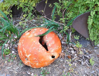 pumpkin degeneration