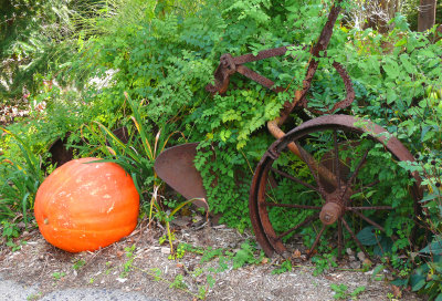 pumpkin plough