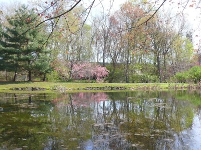 spring time reflection