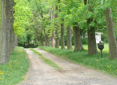 tree lined road