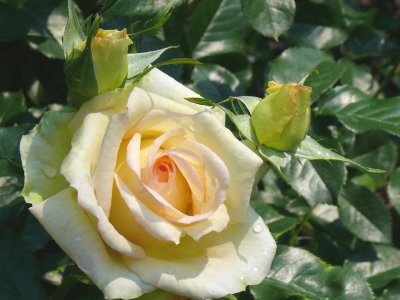 creamy pink rose
