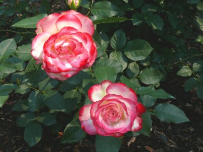 peace rose