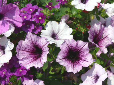 petunias