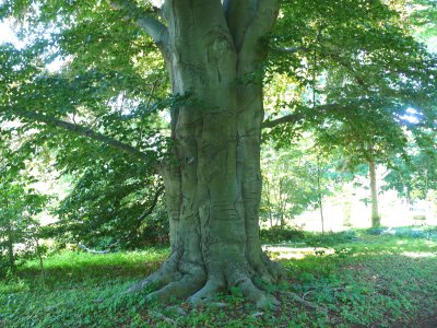 200 year old giant