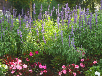 in a country garden