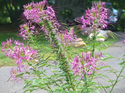 delicate purple spikes